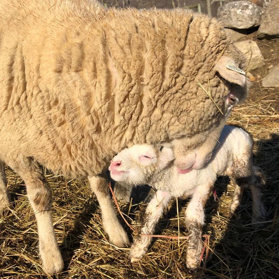 Dyed in the Wool - Shepherdess LaVonne Stuckey