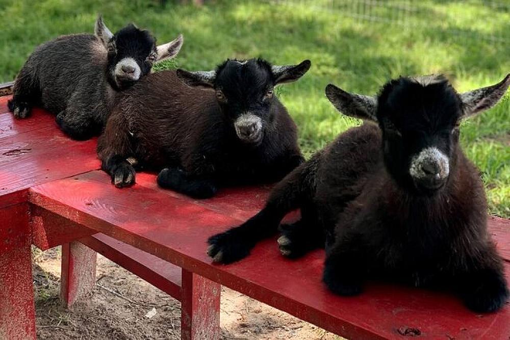 Featured Image - 3 black goats lying on a red bench