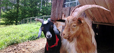 Think Farm Stay Accommodations Will Be Dirty? Think Again!