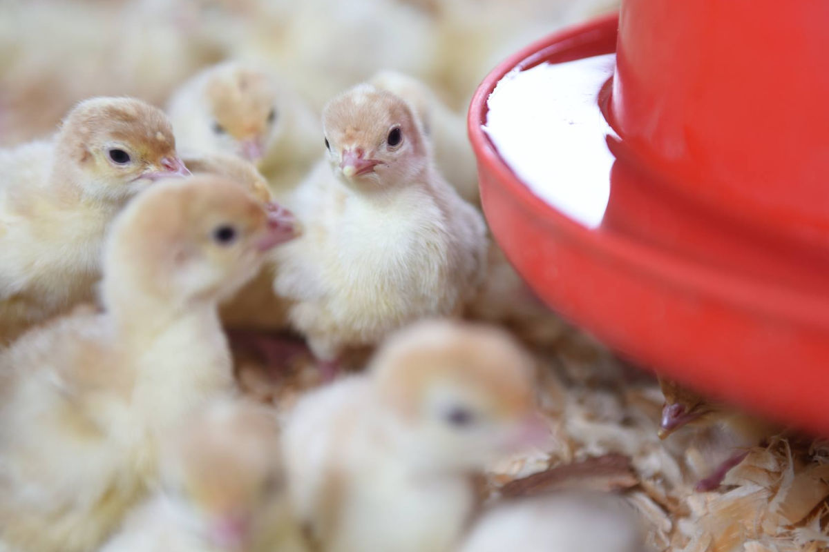 Easter Animals: Are you ready for the commitment?