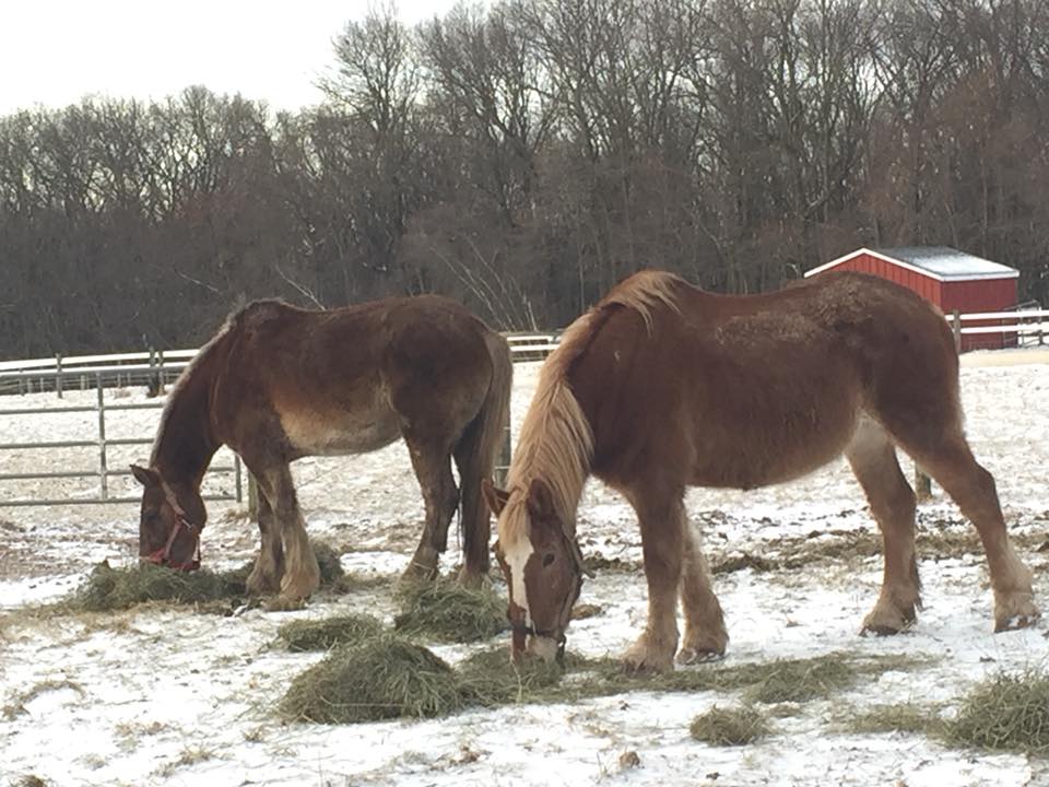 Draft Horses and Cheese Making at Flint Hill Farm in Pennsylvania