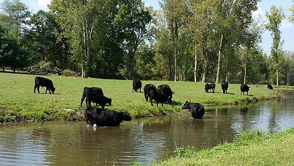 River  n a pasture with cattle grazing and drinking.
