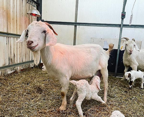 Goat with a kid goat drinking it's milk