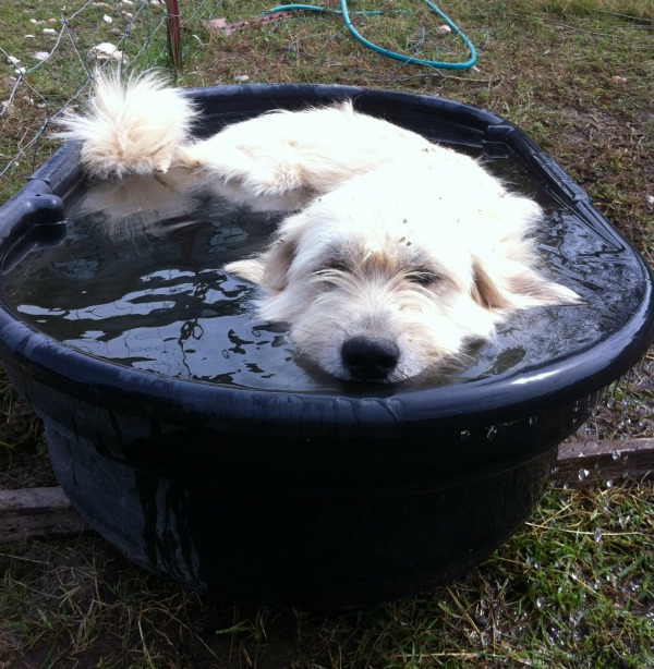 Livestock Guardian Dogs