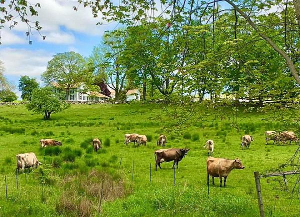 cows in pasture with farm house in distance