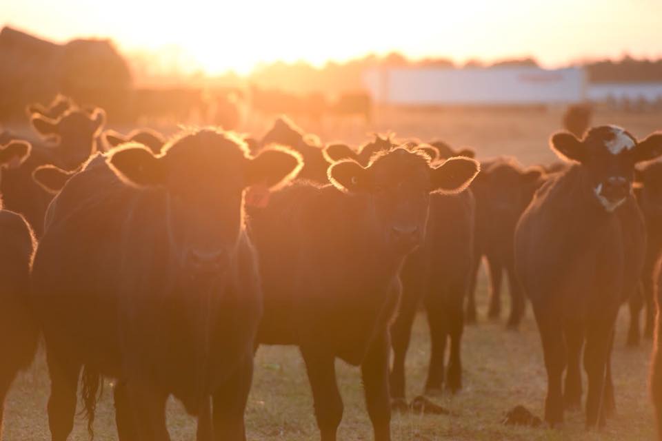 Farm Stays: Not Just For Kids