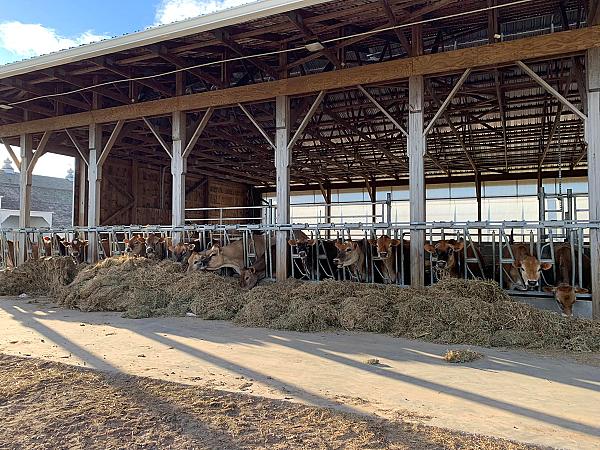 dairy barn with cows eating hay