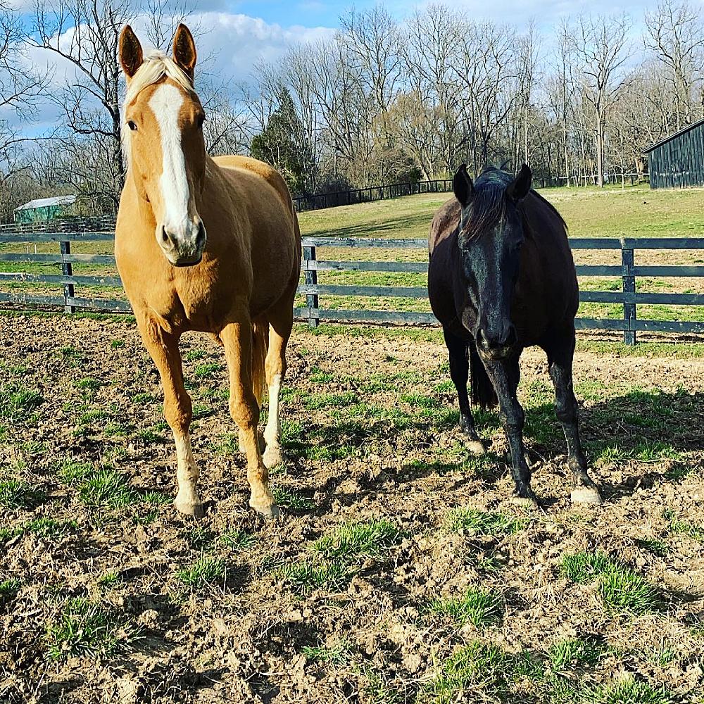 Featured Image- Horses in a pasture at the farm