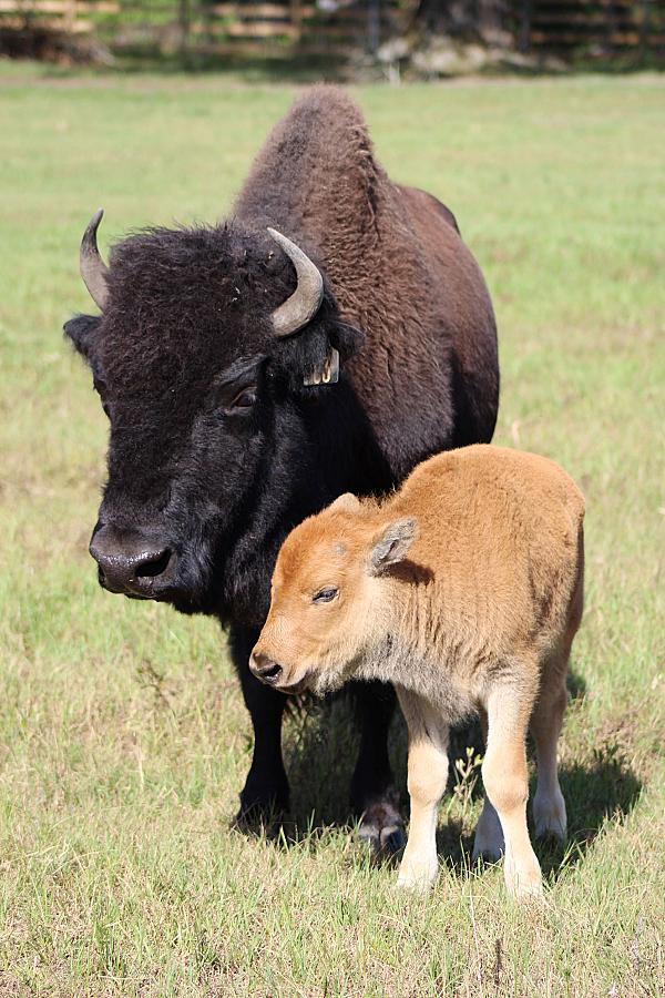 Bison cow and calf