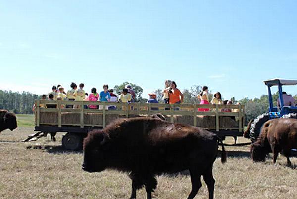 bison as seen from a tour wagon