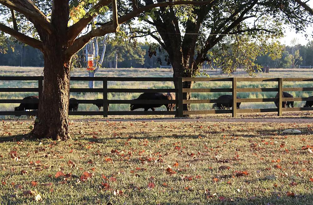 Featured Image - bison grazing in a pasture with trees and a fence in front of them