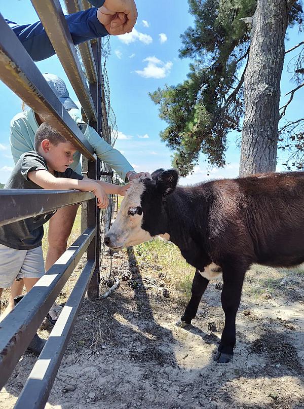 a child petting a calf from behind a fence