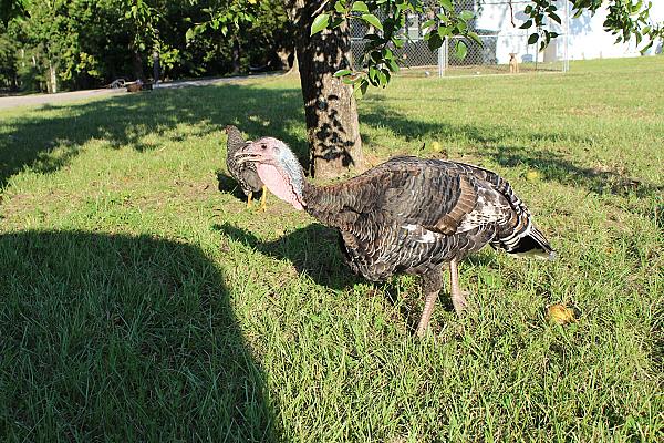 a turkey roaming in a yard