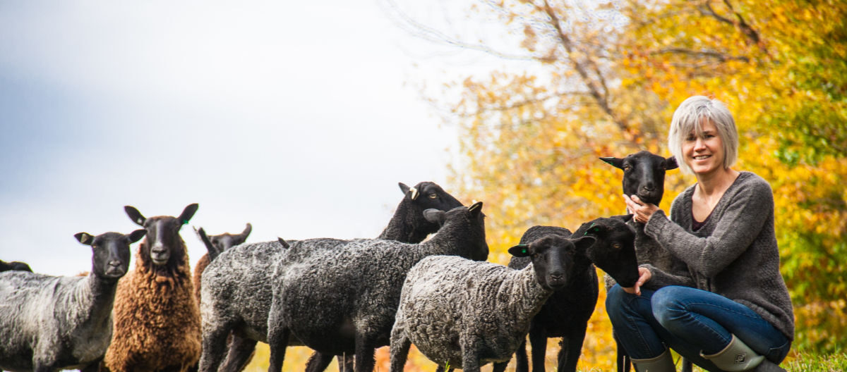 How Can Sheep Survive Bitter Cold Weather