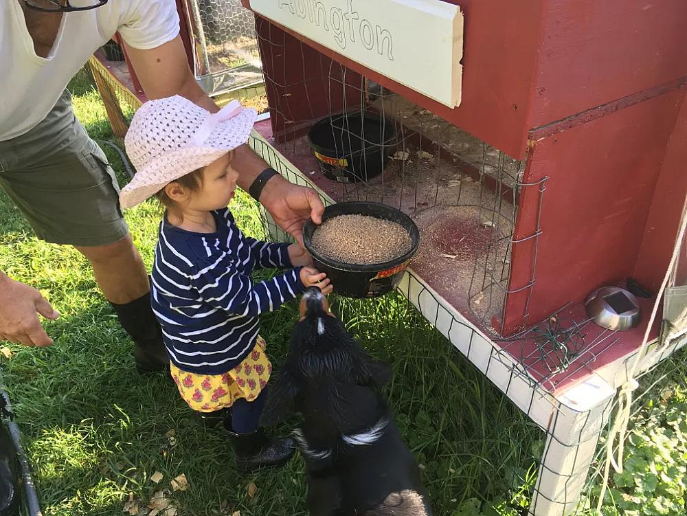 Featured Image- child feeding farm animals 