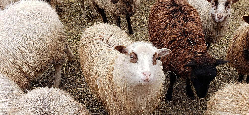 Featured Image - cure Shetland sheep in a stall with one looking up at the camera