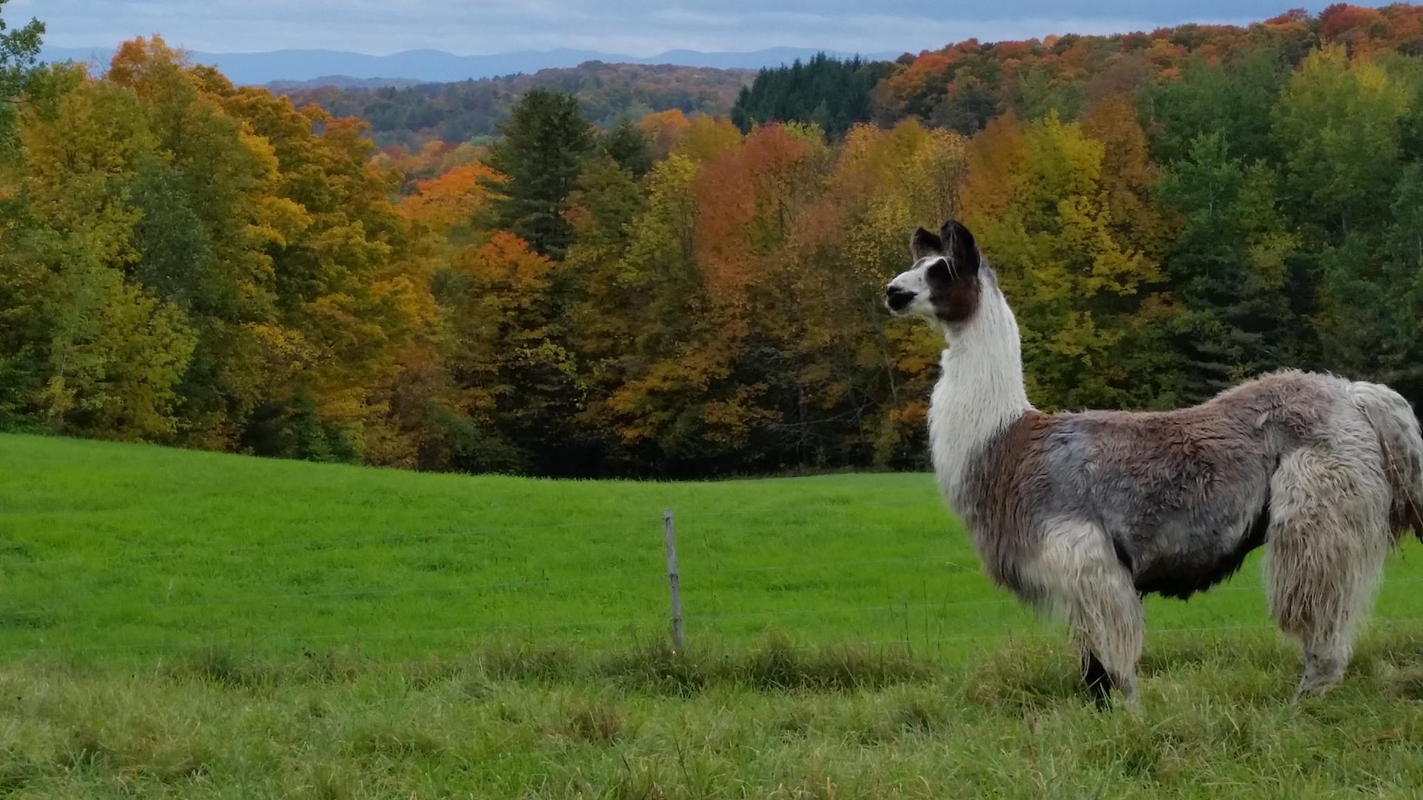 Grand View Farm in Washington, Vermont