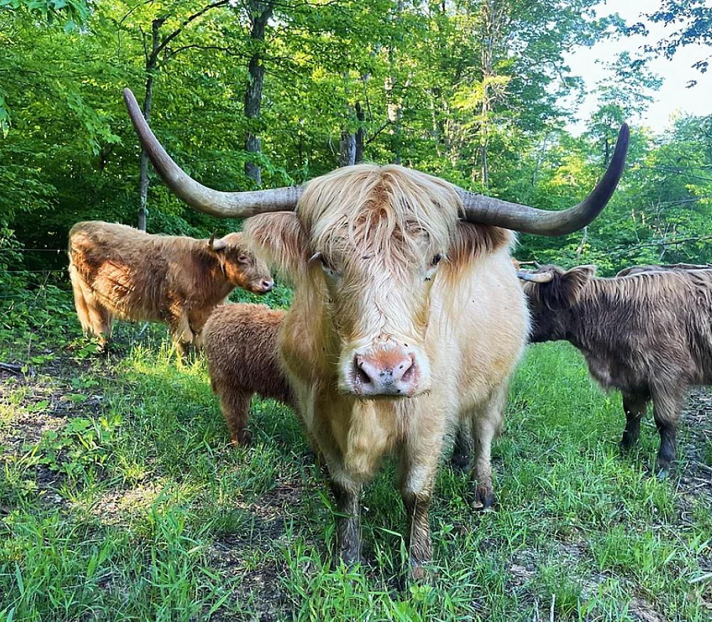 Featured Image - Highland cattle in green forested area