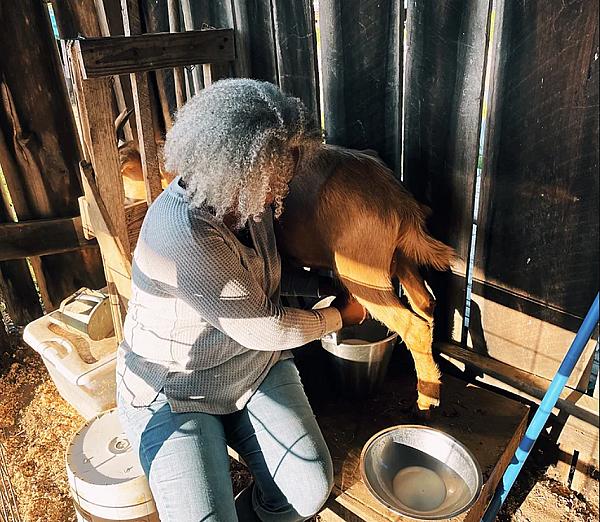 a woman milking a goat