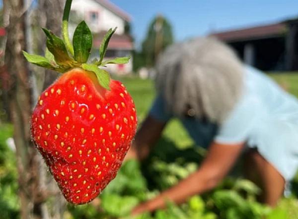 a strawberry closeup with a woman in the background