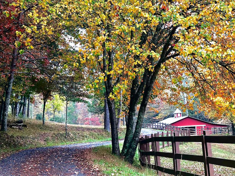 Featured Image- Tree-lined drive through the fenced in pastures with a red barn in the distance in autumn