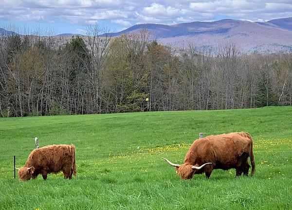 2 Highland Cattle in pasture