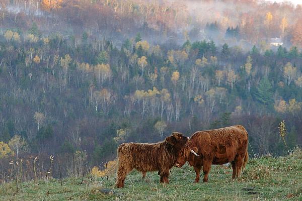 Highland cattle giving a hug