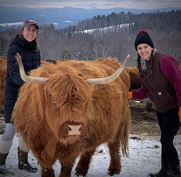 Highland bull being pet by two women