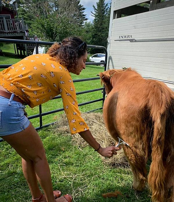 woman brushing a cow