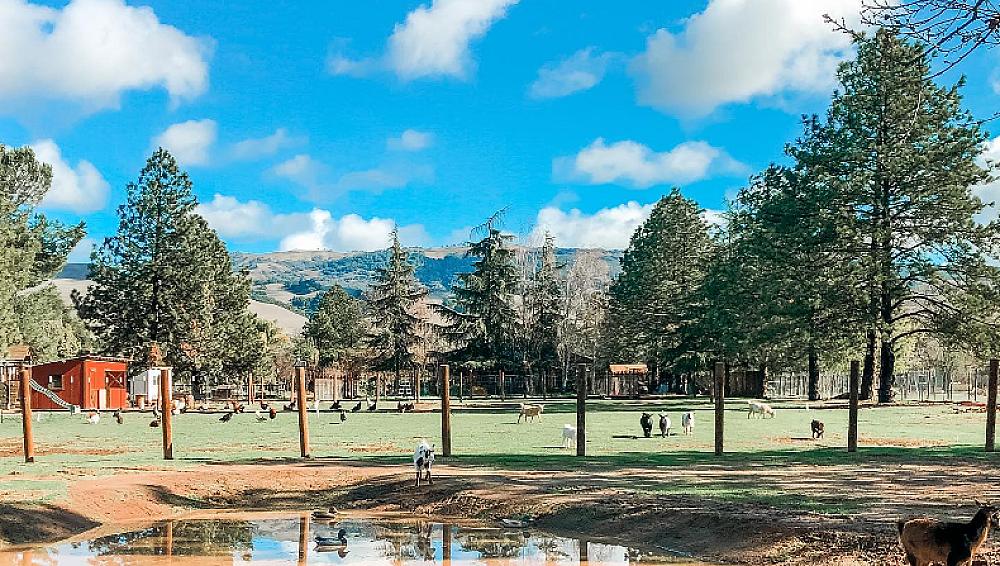 Featured Image - pond with livestock behind and pine trees