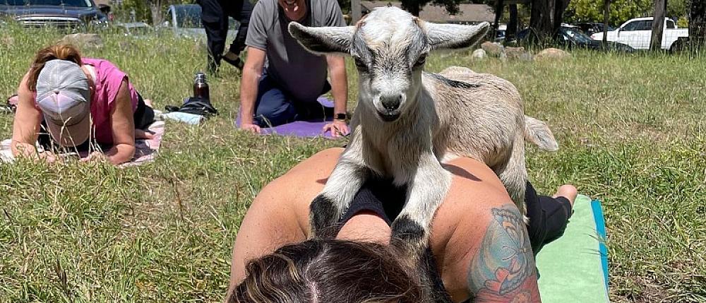 Featured Image - goat lying on person's back