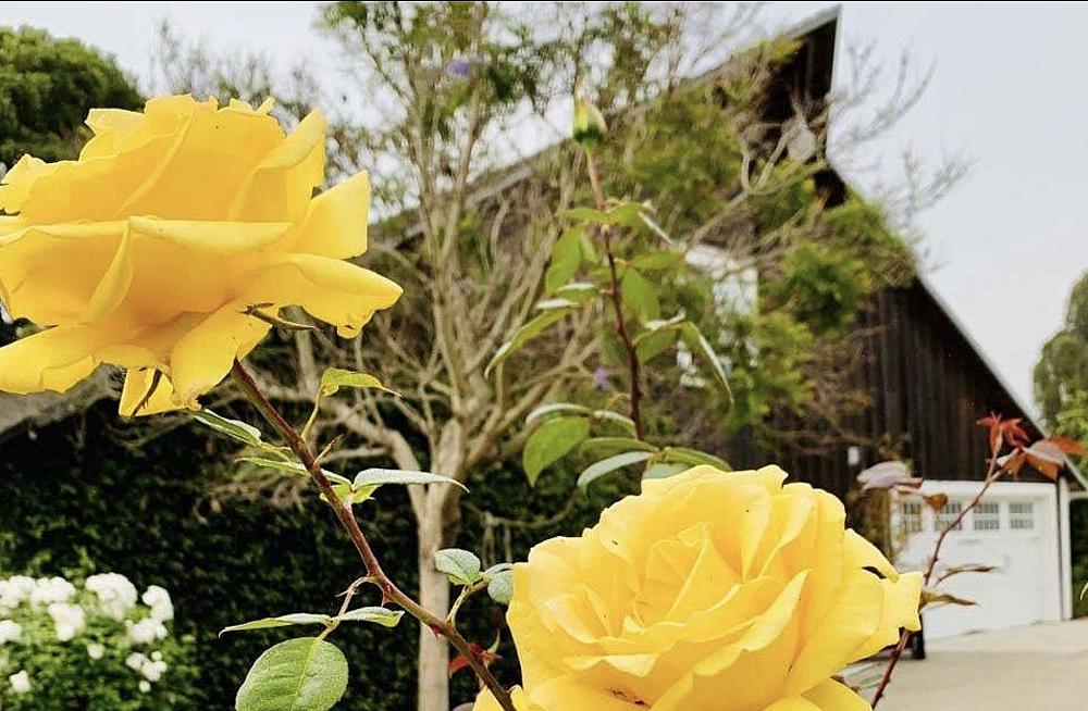 Featured Image- yellow roses in the garden