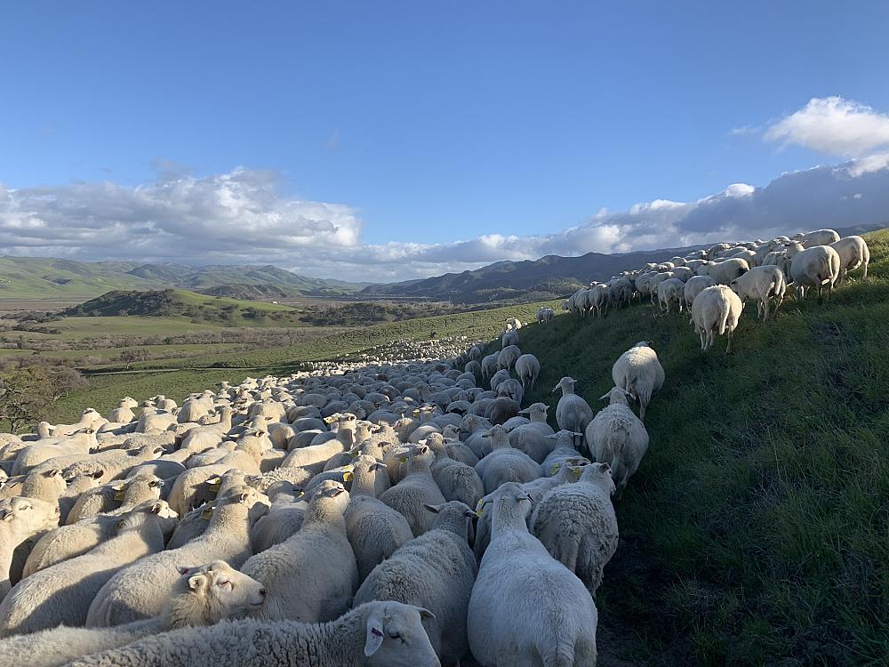 Featured Image- a herd of sheep grazing with mountains in the distance