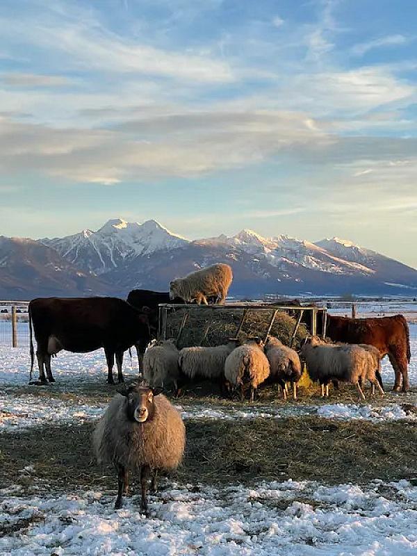 sheep eating out of feeder with snow covered mountains in distance