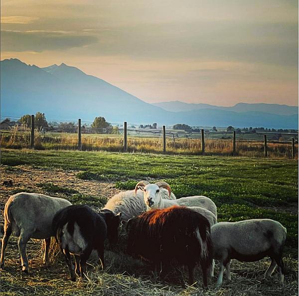 Sheep and cows eating with Montana views Blooming Joy Farm