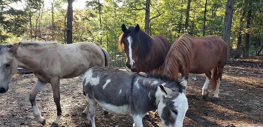 Featured Image - horses and donkey in the woods