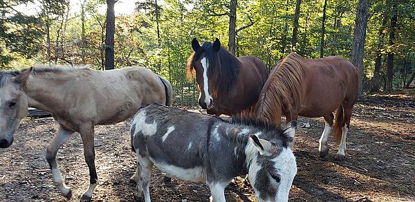 Hagood Farms and Trails