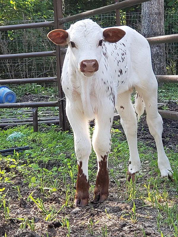 white calf with brown ears and front legs