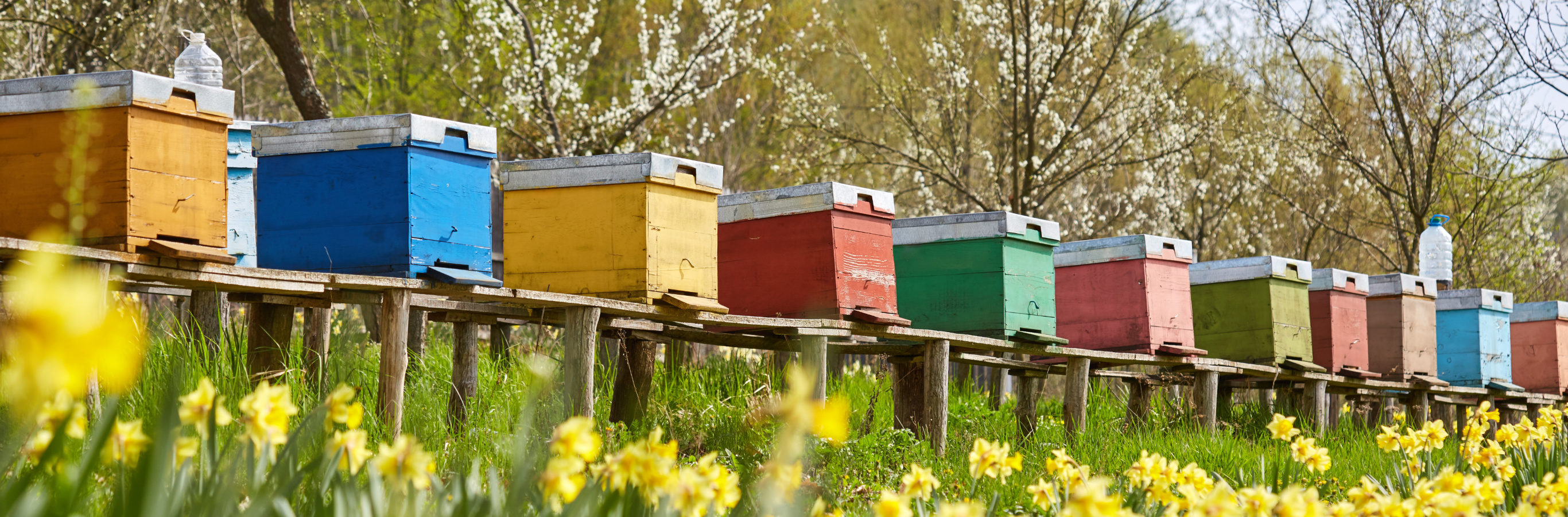 The Power of Community - Neighbors Teaching Neighbors