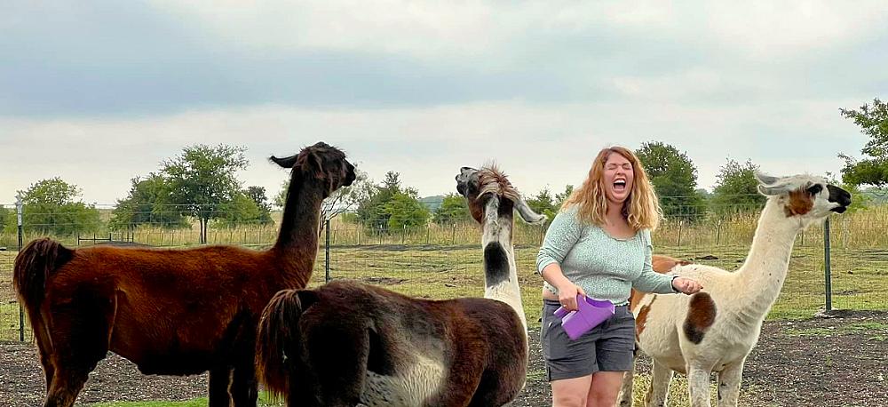Featured Image - woman laughing with three llamas around her