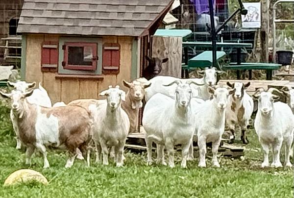 Frederick Farm Goat Sanctuary
