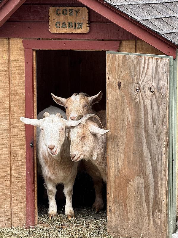 three goats looking oat a stall door