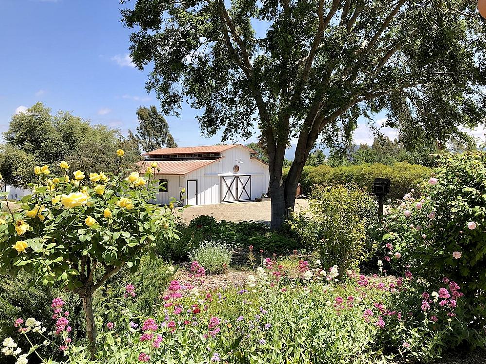Featured Image - white barn in background with flowering bushes in front