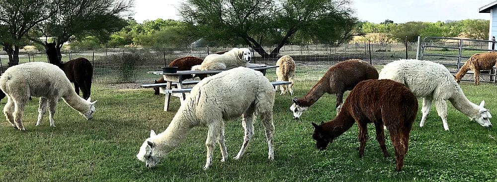 Featured Image - alpacas grazing on pasture with picnic table and white guardian dog