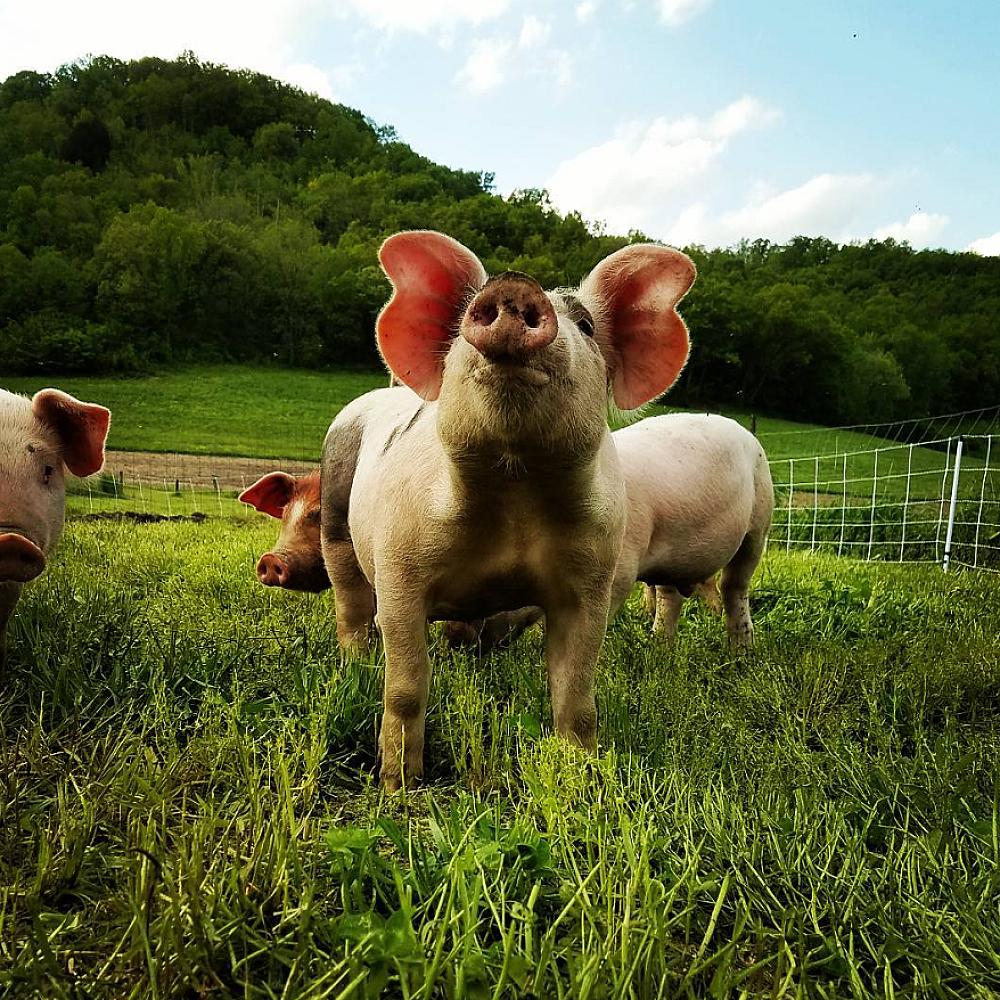 Featured Image- Pig with it's snout to the sky in a lush green pasture