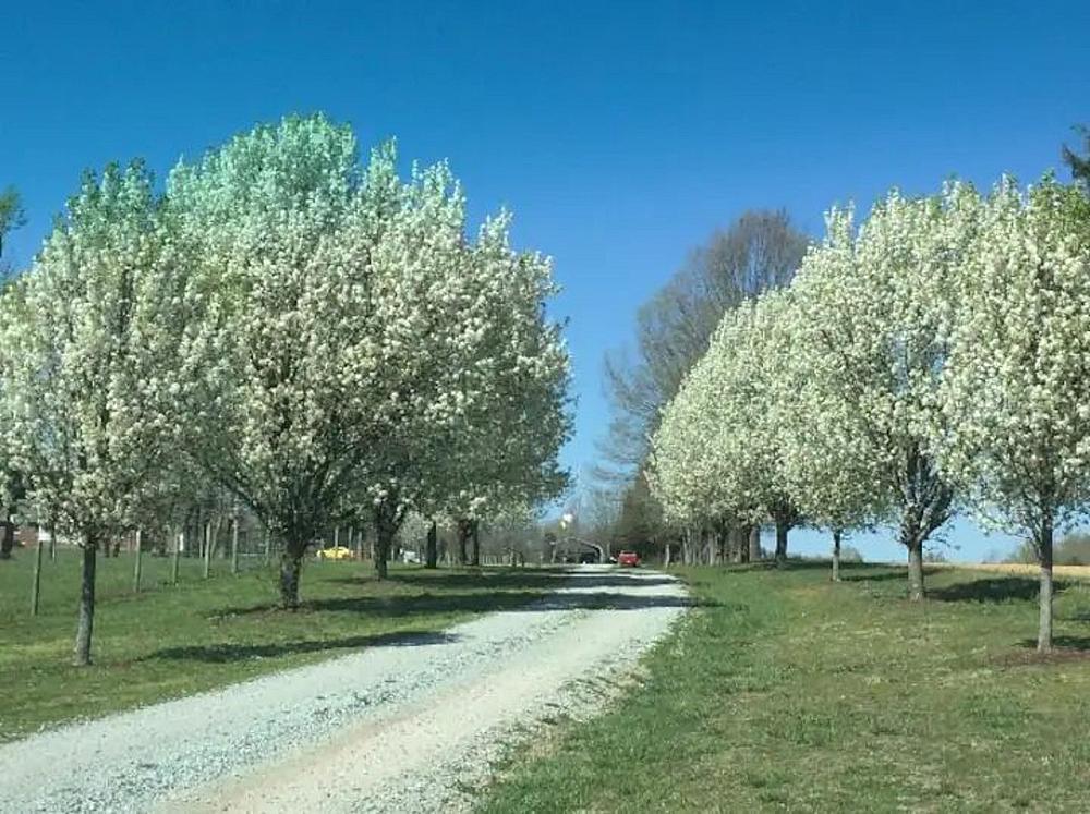 Featured Image - driveway lined with white flowering trees