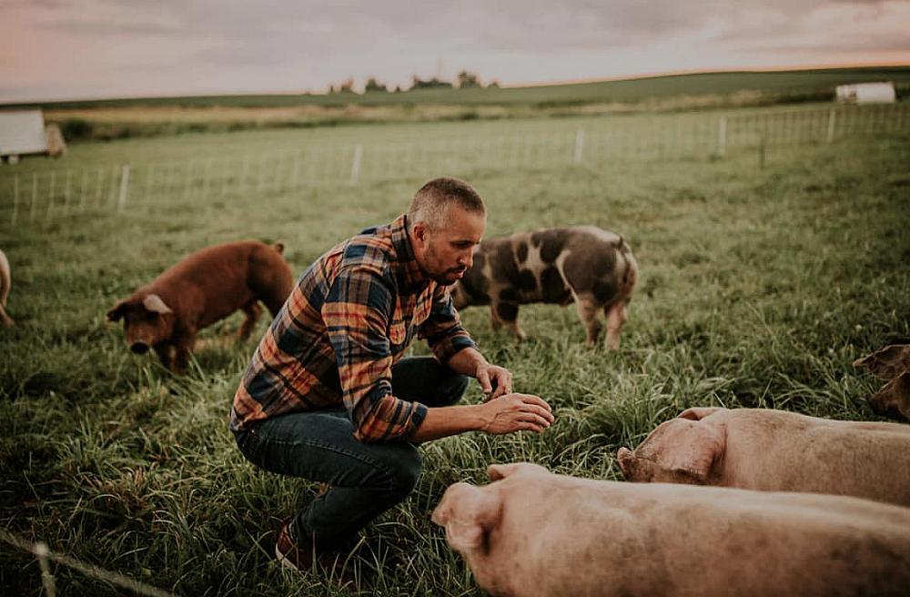 Featured Image- Man petting pigs in a pasture