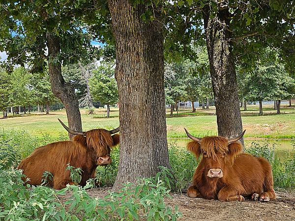 Poppy & Isabel- Cattle lying under trees