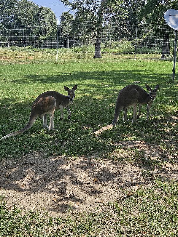 Kangaroos Leo and Thumper