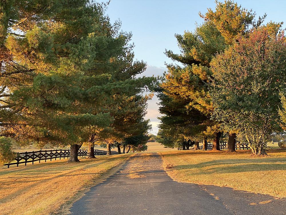 Featured Image- long treelined drive at golden hour in autumn